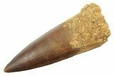 Fossil Spinosaurus Tooth - Excellent Preservation #218428-1